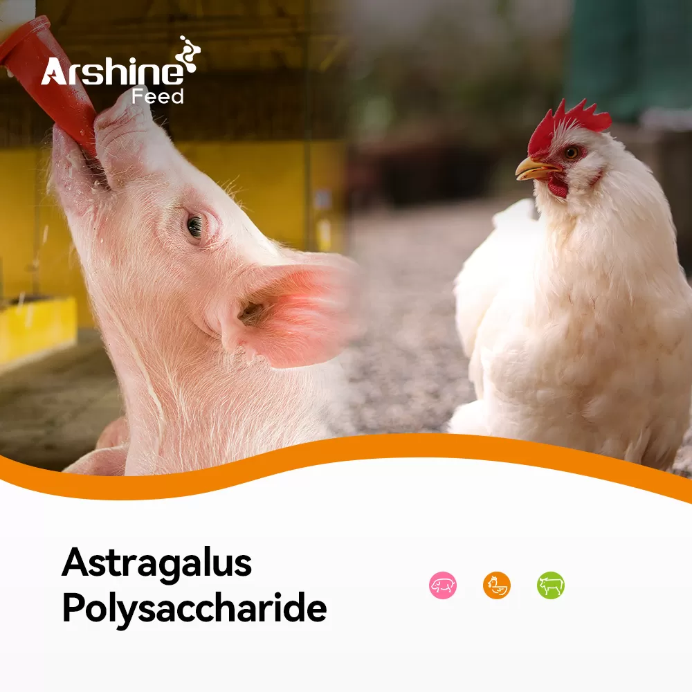 Astragalus Polysaccharide