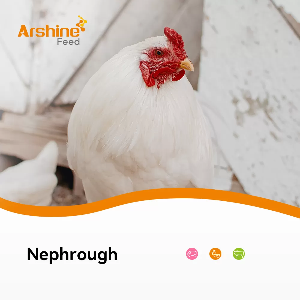 Nephrough