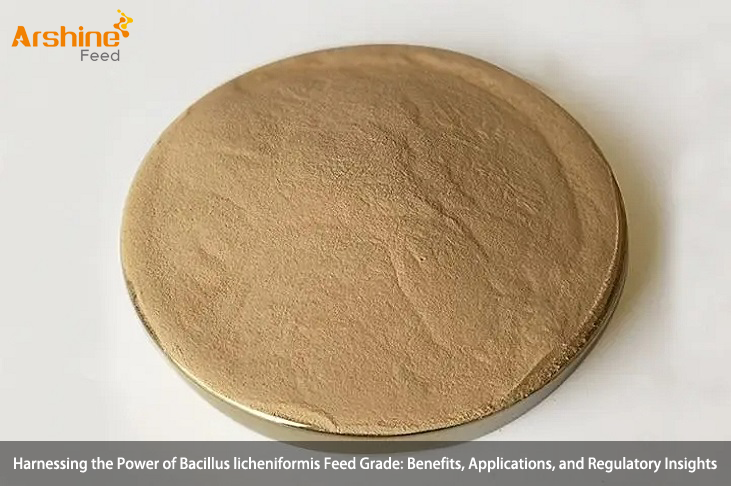 Bacillus licheniformis feed grade