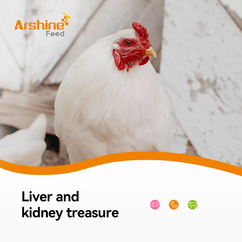 LIver and kidney treasure