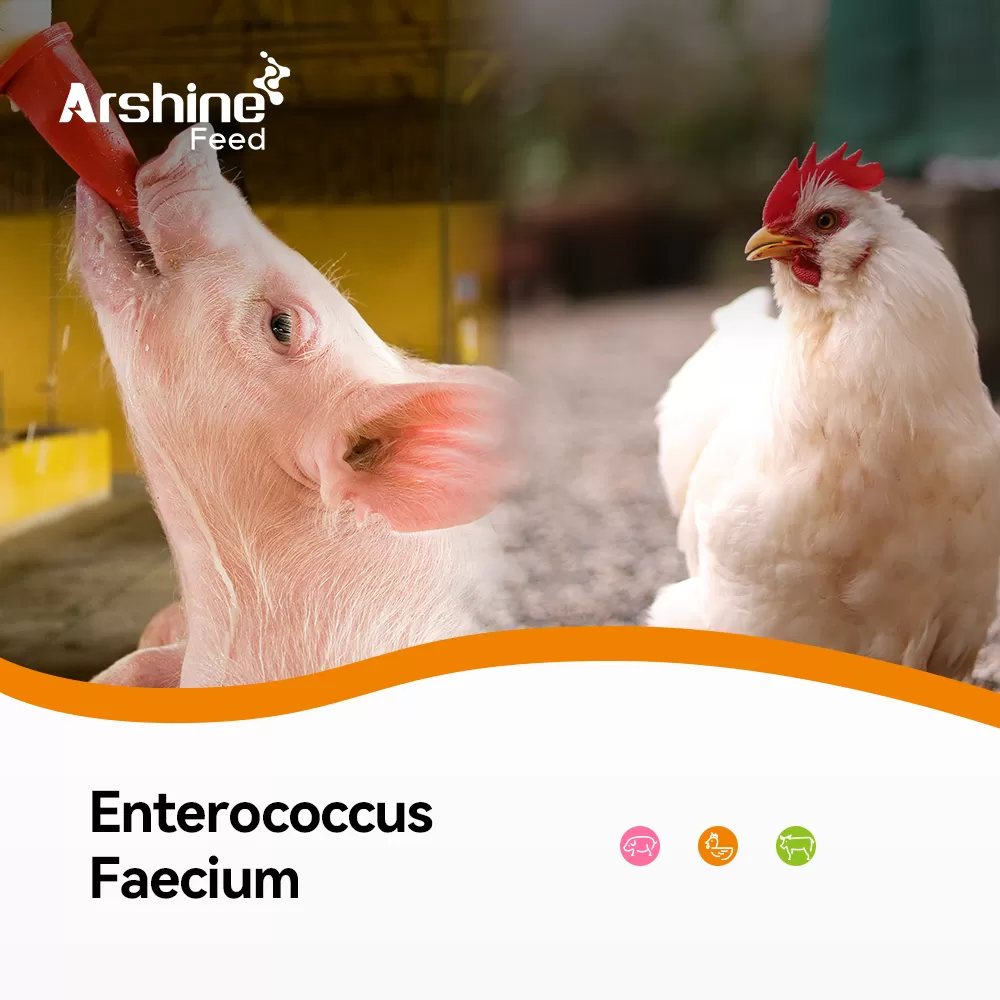 Enterococcus Faecium