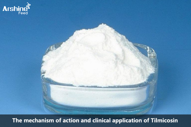 The mechanism of action and clinical application of Tilmicosin