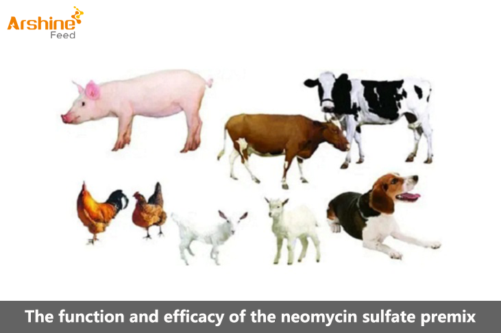 The function and efficacy of the neomycin sulfate premix