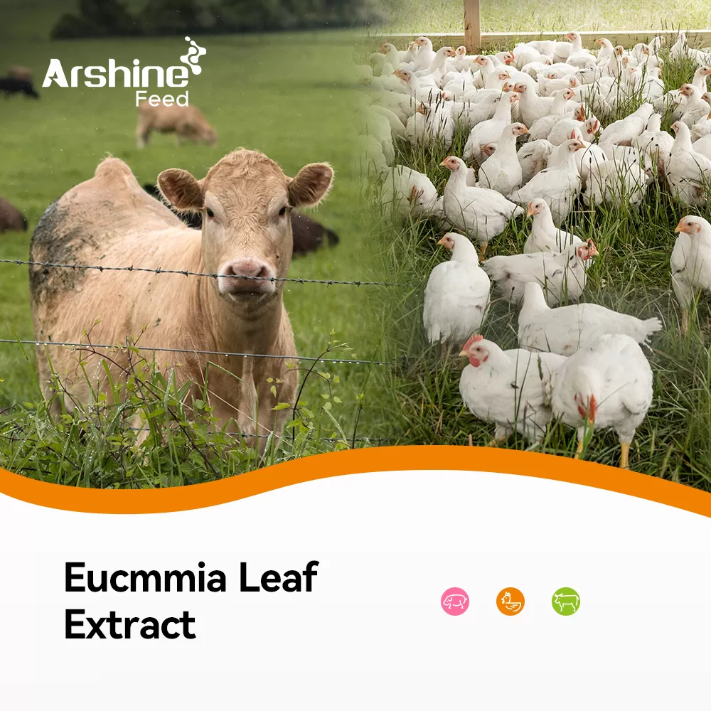 Eucmmia Leaf Extract