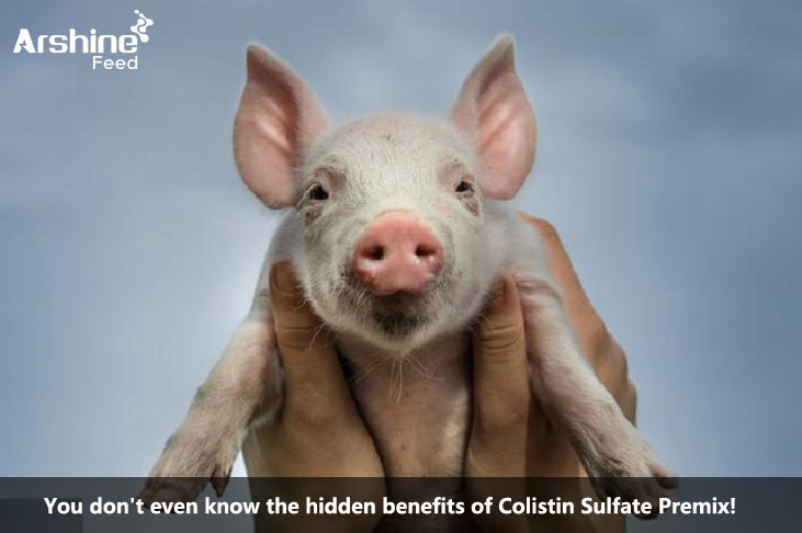 You don't even know the hidden benefits of Colistin Sulfate Premix!
