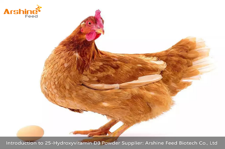 Introduction to 25-Hydroxyvitamin D₃ Powder Supplier: Arshine Feed Biotech Co., Ltd