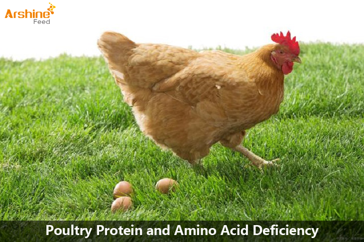 Poultry protein