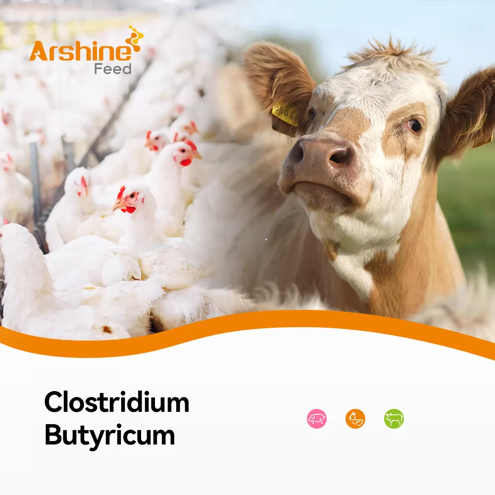 Clostridium Butyricum