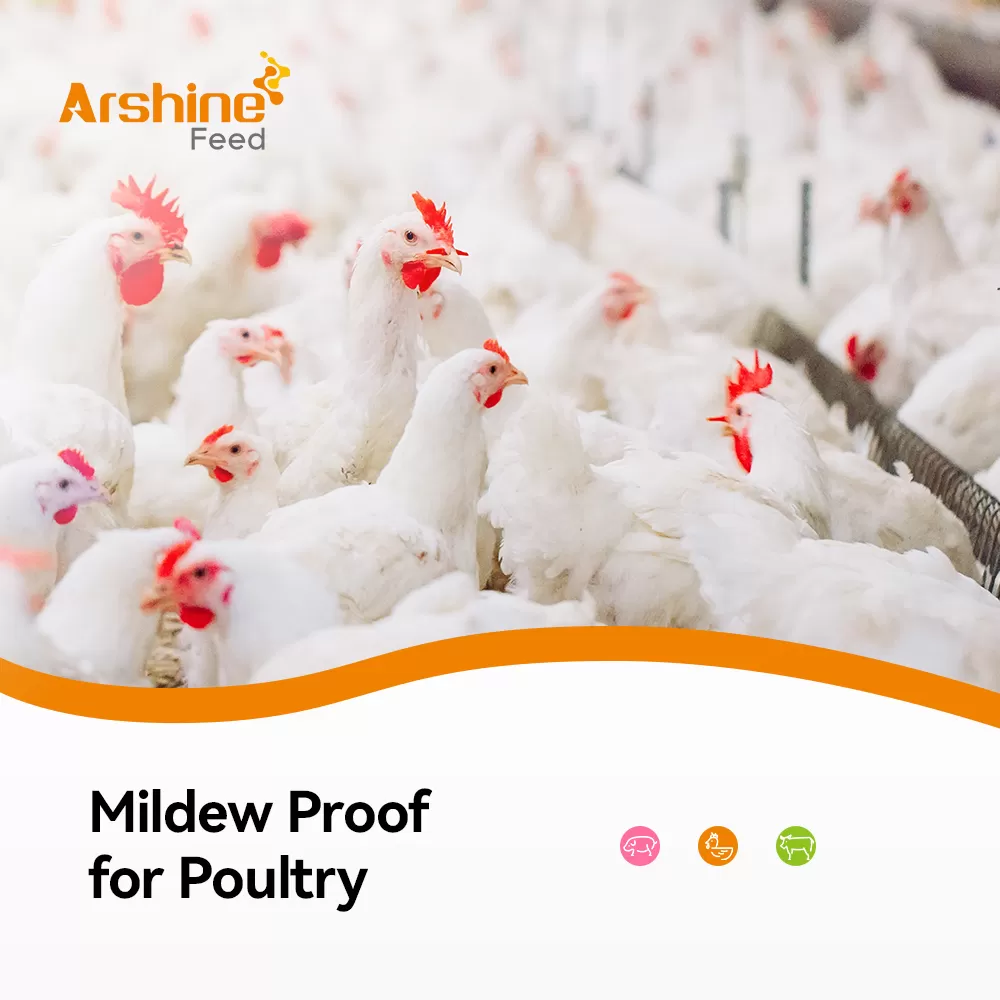 Mildew Proof for Poultry