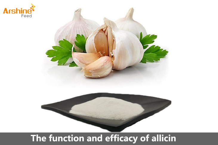 The function and efficacy of allicin