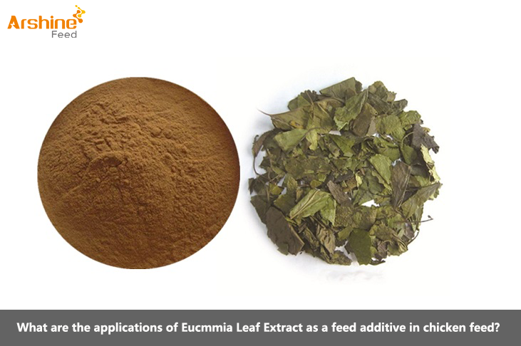 What are the applications of Eucmmia Leaf Extract as a feed additive in chicken feed?