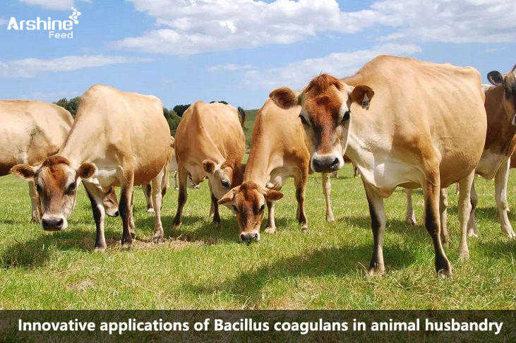 Innovative applications of Bacillus coagulans in animal husbandry