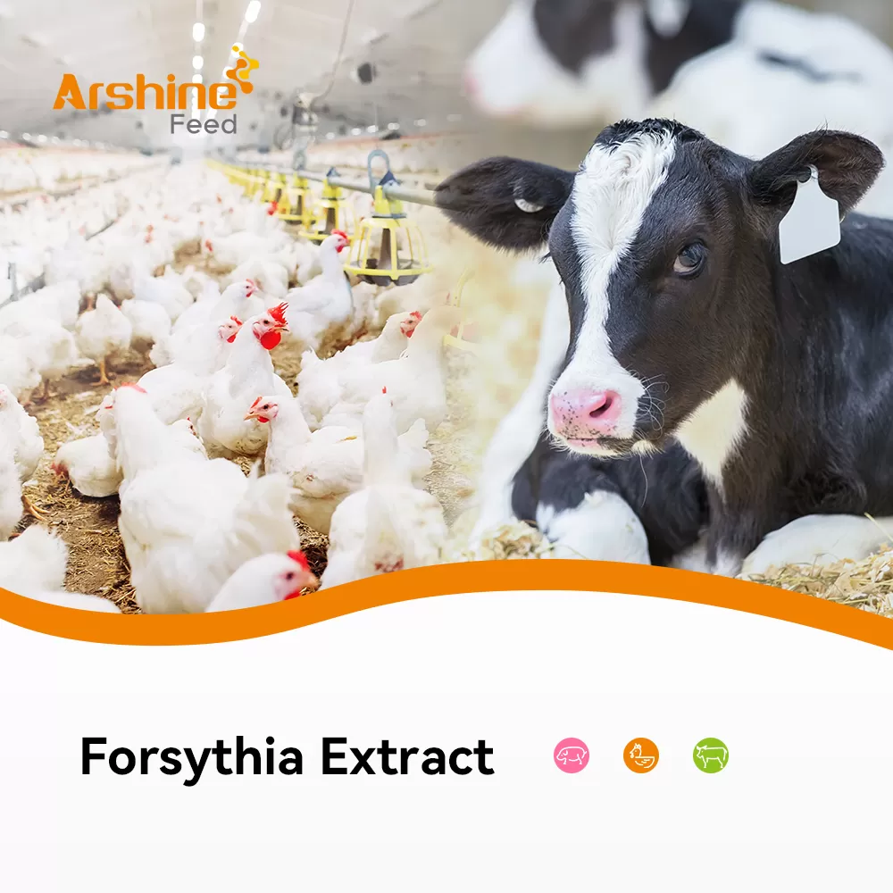 Forsythia Extract