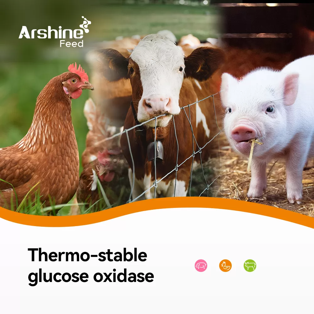 Thermo-stable glucose oxidase