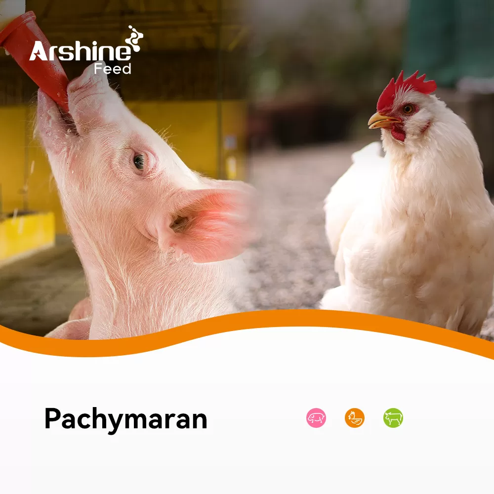 Pachymaran